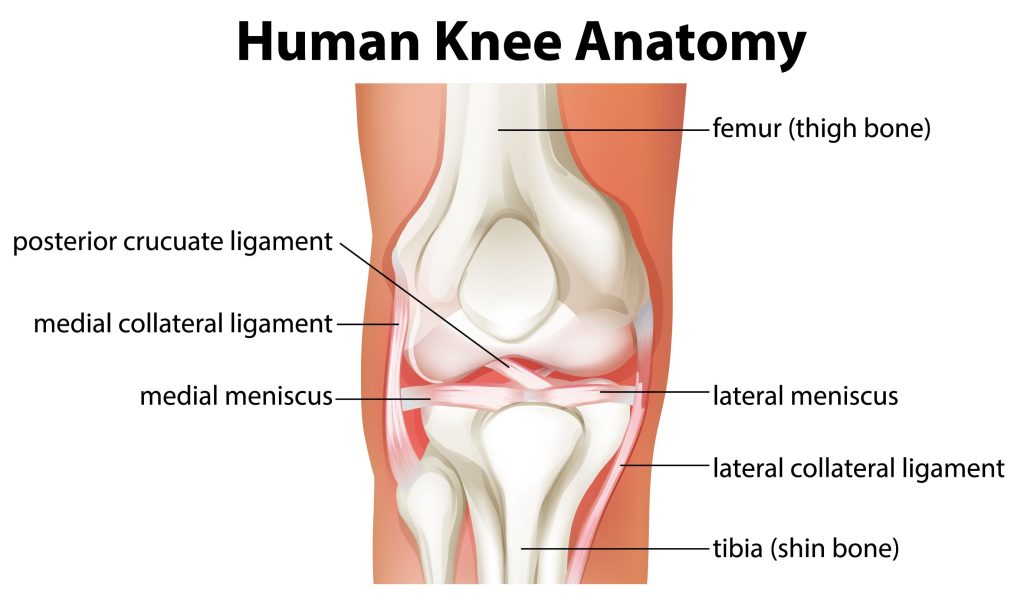 Schemat budowy anatomicznej stawu kolanowego z opisanymi strukturami, takimi jak więzadła krzyżowe tylne, więzadła poboczne przyśrodkowe i boczne, łąkotki, kość udowa i piszczel.